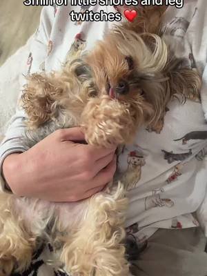 #fyp #dogsoftiktok #yorkiesoftiktok #dogs #dogmomlife 