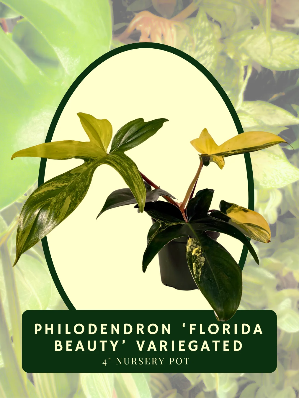 Philodendron Florida Beauty Variegated product image (1)
