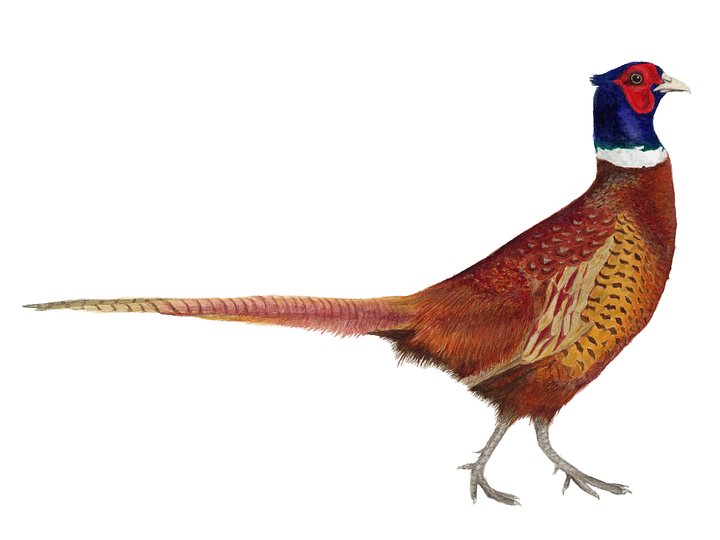 Ring-necked Pheasant - giclée print product image (1)