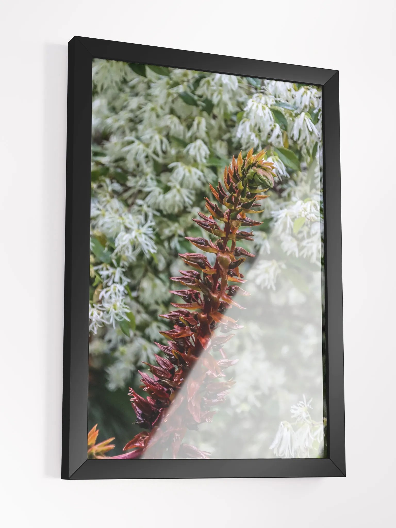 Print Fine Art – The Dance of Contrasts product image (5)