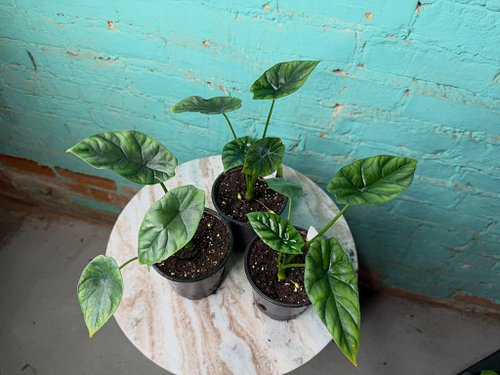 Quilted Dreams doesn’t need to become a giant Alocasia to be impressive. This is Alocasia sinuata, a species native to the Ph...
