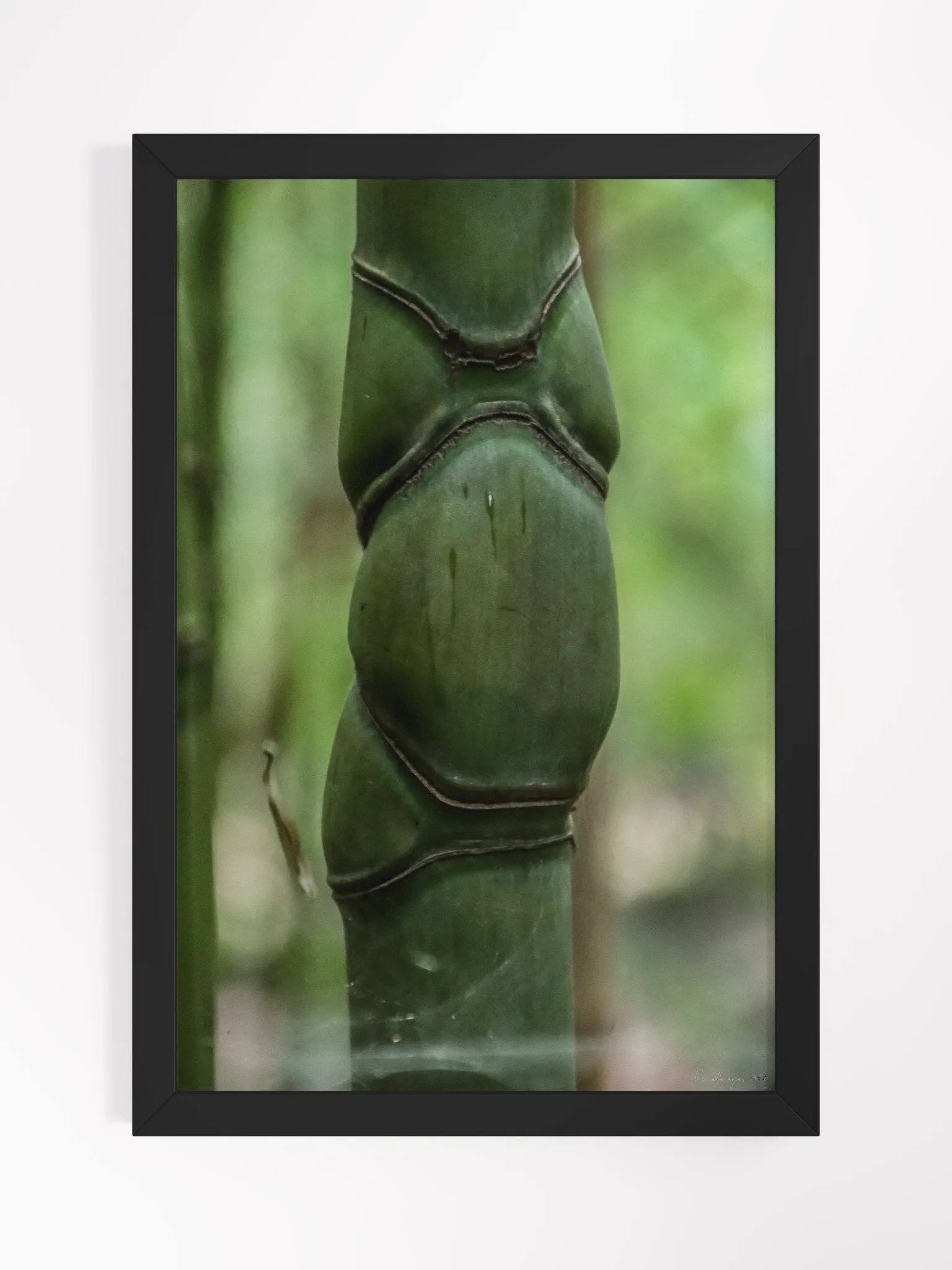 Print Fine Art – Pillar of Life | Jardin du Rayol Collection 🌱🏛️ product image (1)