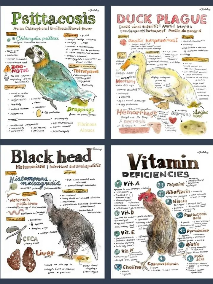 Animal Disease Vet Notes Bundle (PDF Downloads) product image (3)