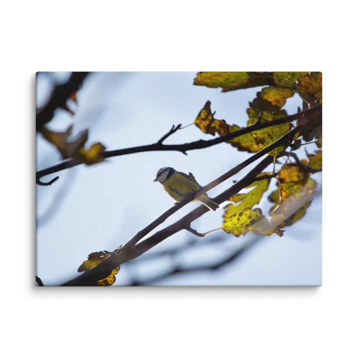 Eurasian Blue Tit Canvas product image (14)