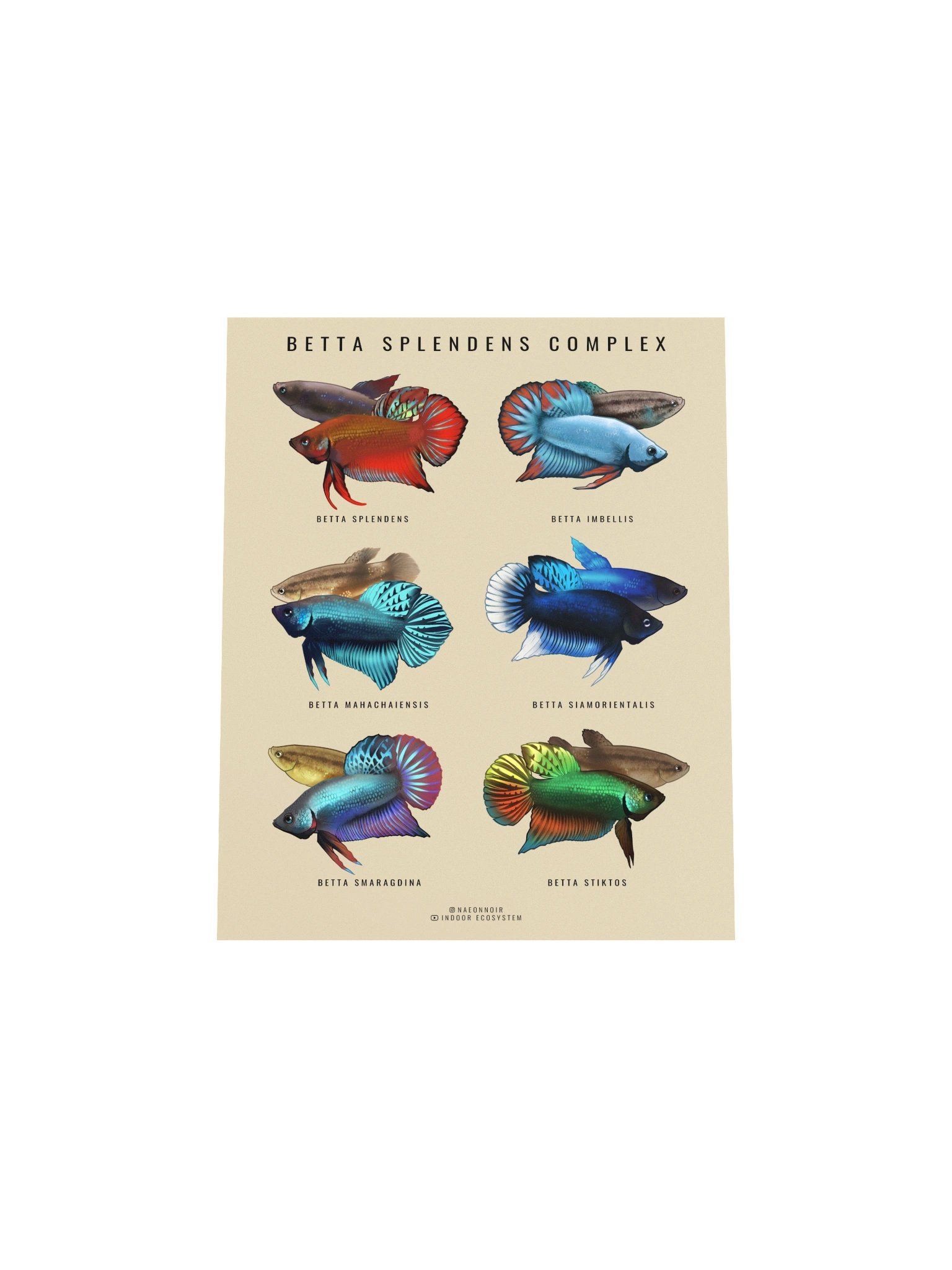 BETTA SPLENDENS COMPLEX POSTER (CREAM) product image (4)
