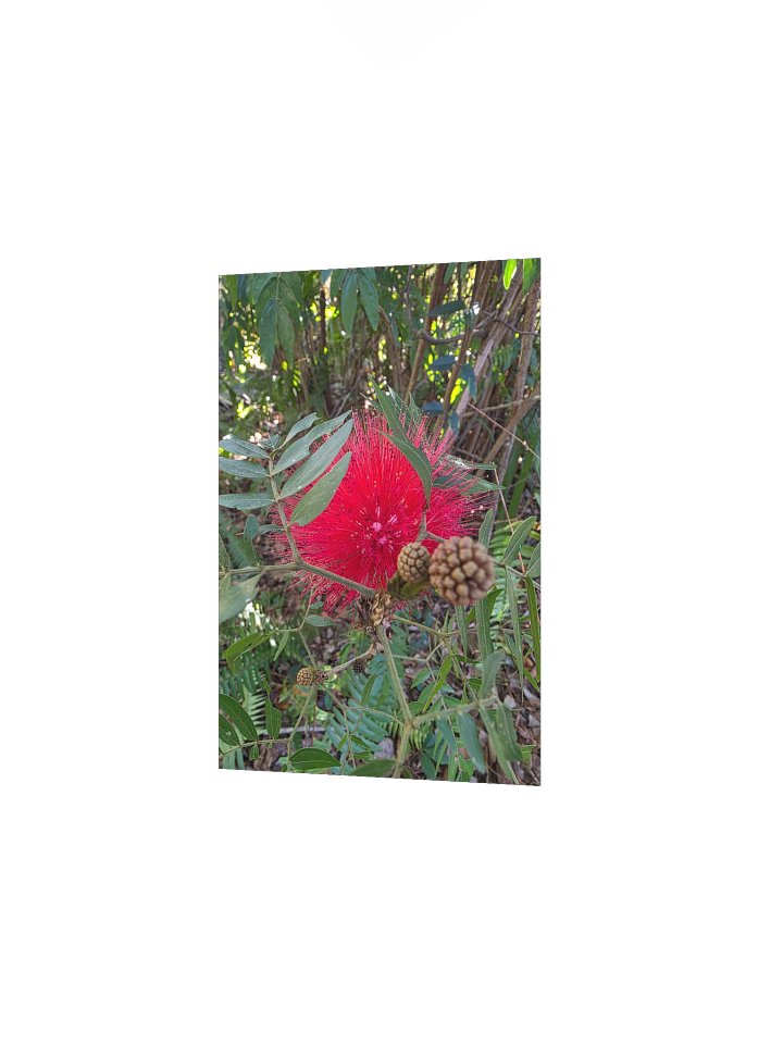 The Crimson Burst: Red Powderpuff product image (12)