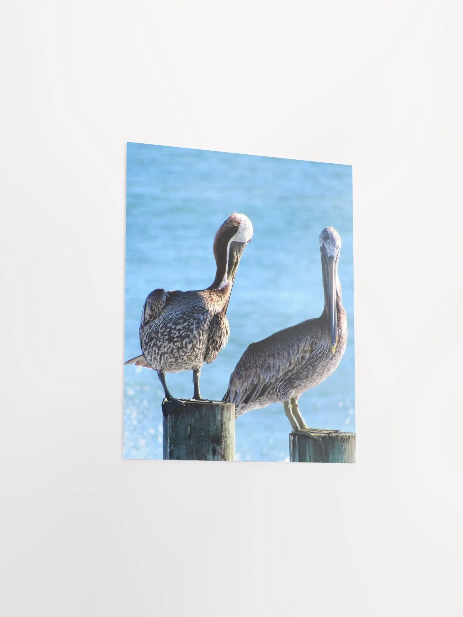 Pelicans product image (22)
