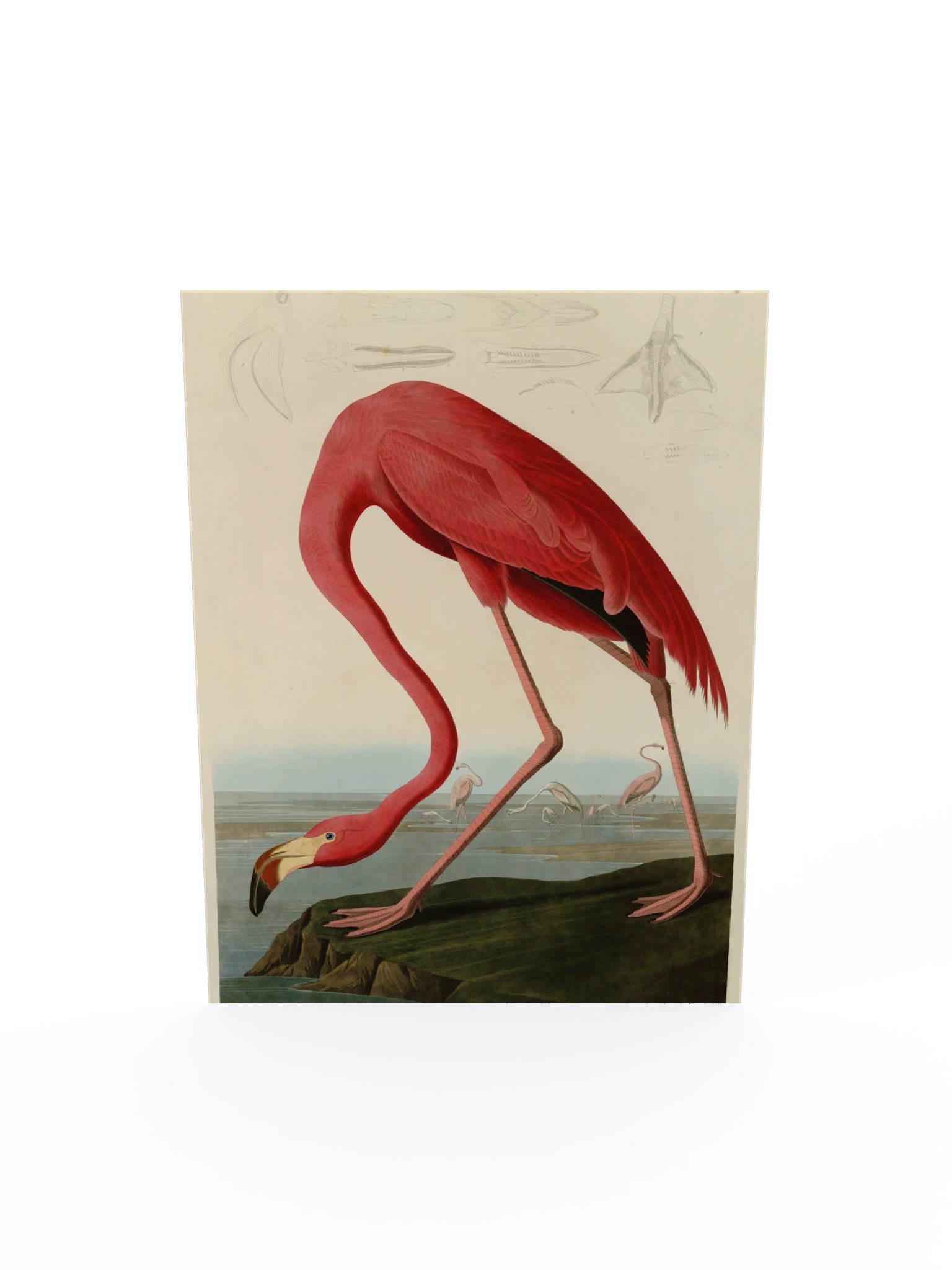 American Flamingo, Plate 431 – Audubon Poster product image (5)