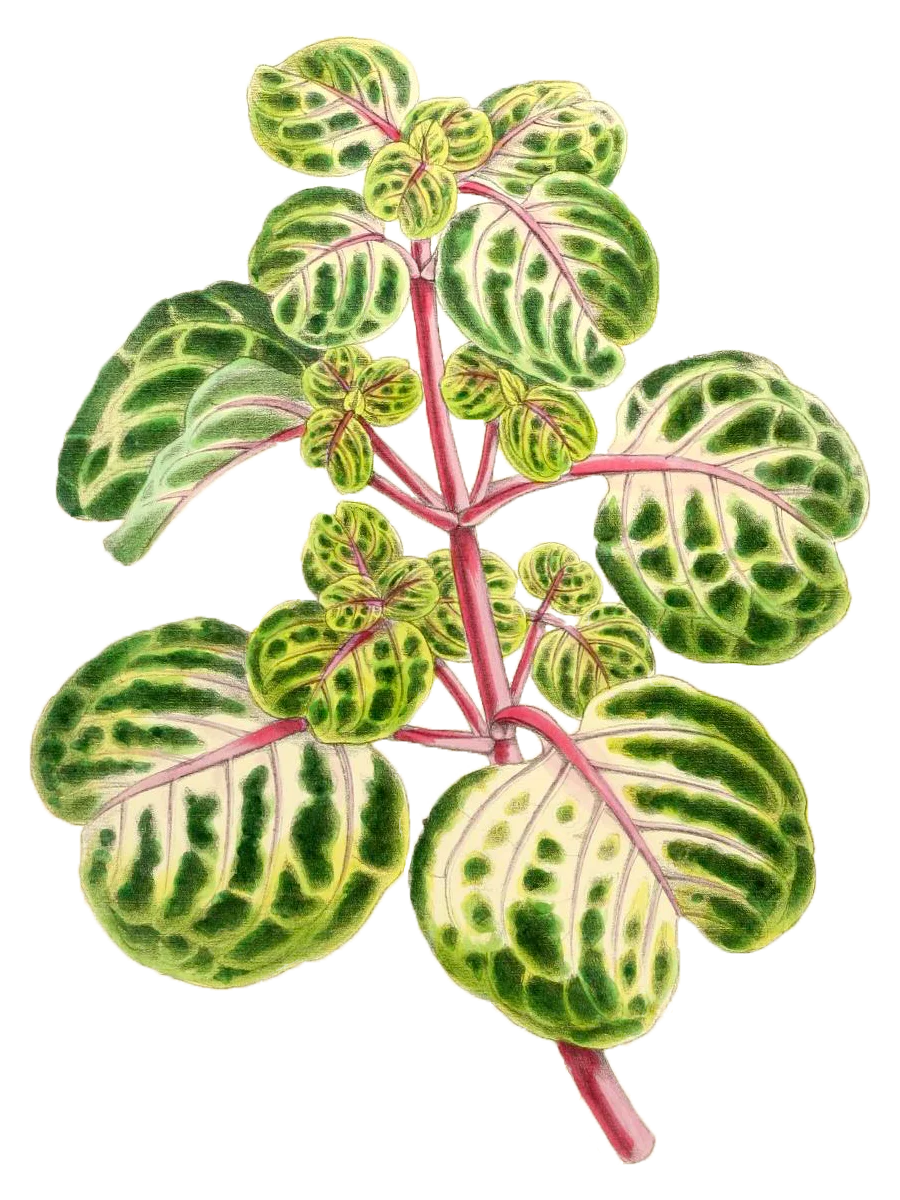 Iresine Herbstii Aureo Reticulata - PNG/JPG - 1867 Botanical Illustration - Royalty Free Vintage Plant and Botanical Image product image (1)