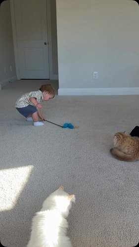 Maverick loves playing with the kittens