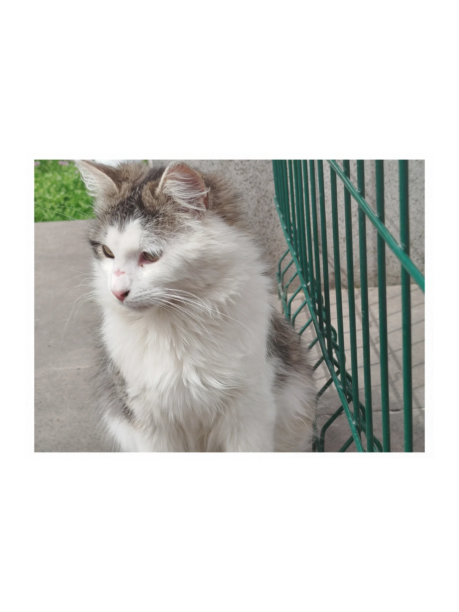 Angora Cat camera shy poster product image (1)