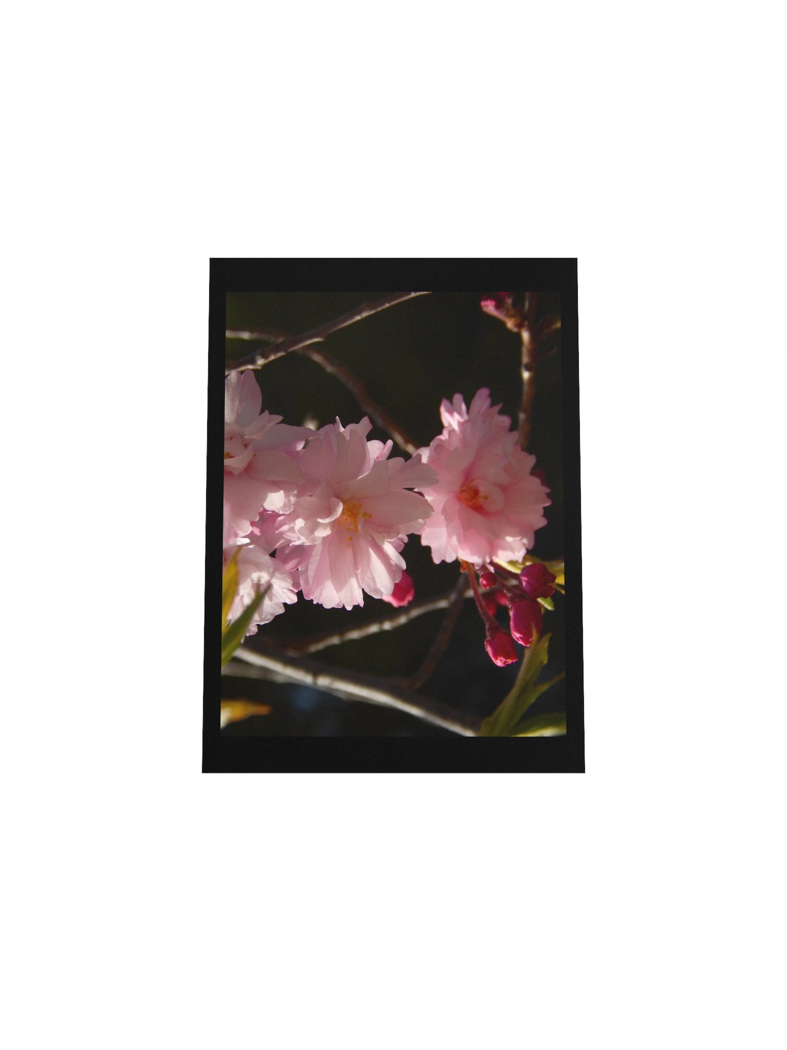 Pink Flowers product image (7)
