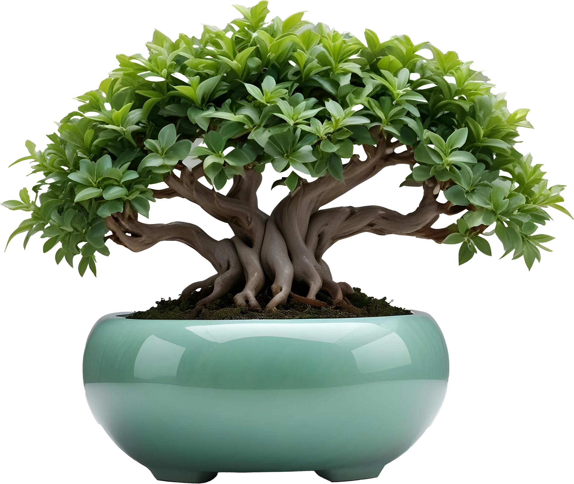 Jade Signature – Bonsai PNG product image (1)