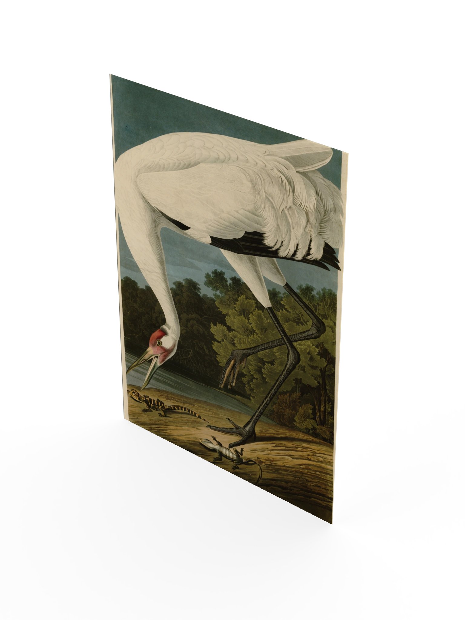 Hooping Crane, Plate 226 – Audubon Poster product image (3)