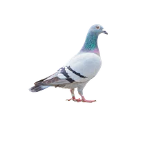 https://storage.googleapis.com/popshopprod-shop-renderer-creators-assets/resources/b7123290-5fa7-4f28-9fac-cfc5a8a3fd31/31d0cb72b38784d62266d52775ddbc3c_0637160abf99.png
