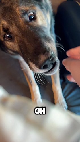 We found a dog friendly secret menu item at @innout . Do you think Arlo liked it? What other secret menus have dog options?

...