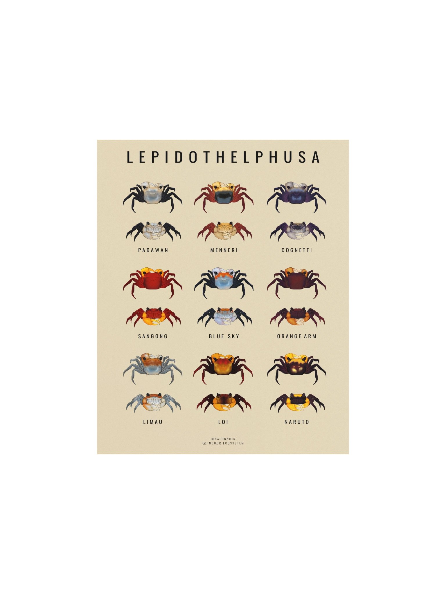 LEPIDOTHELPHUSA BORNEO CRAB POSTER (CREAM) product image (1)
