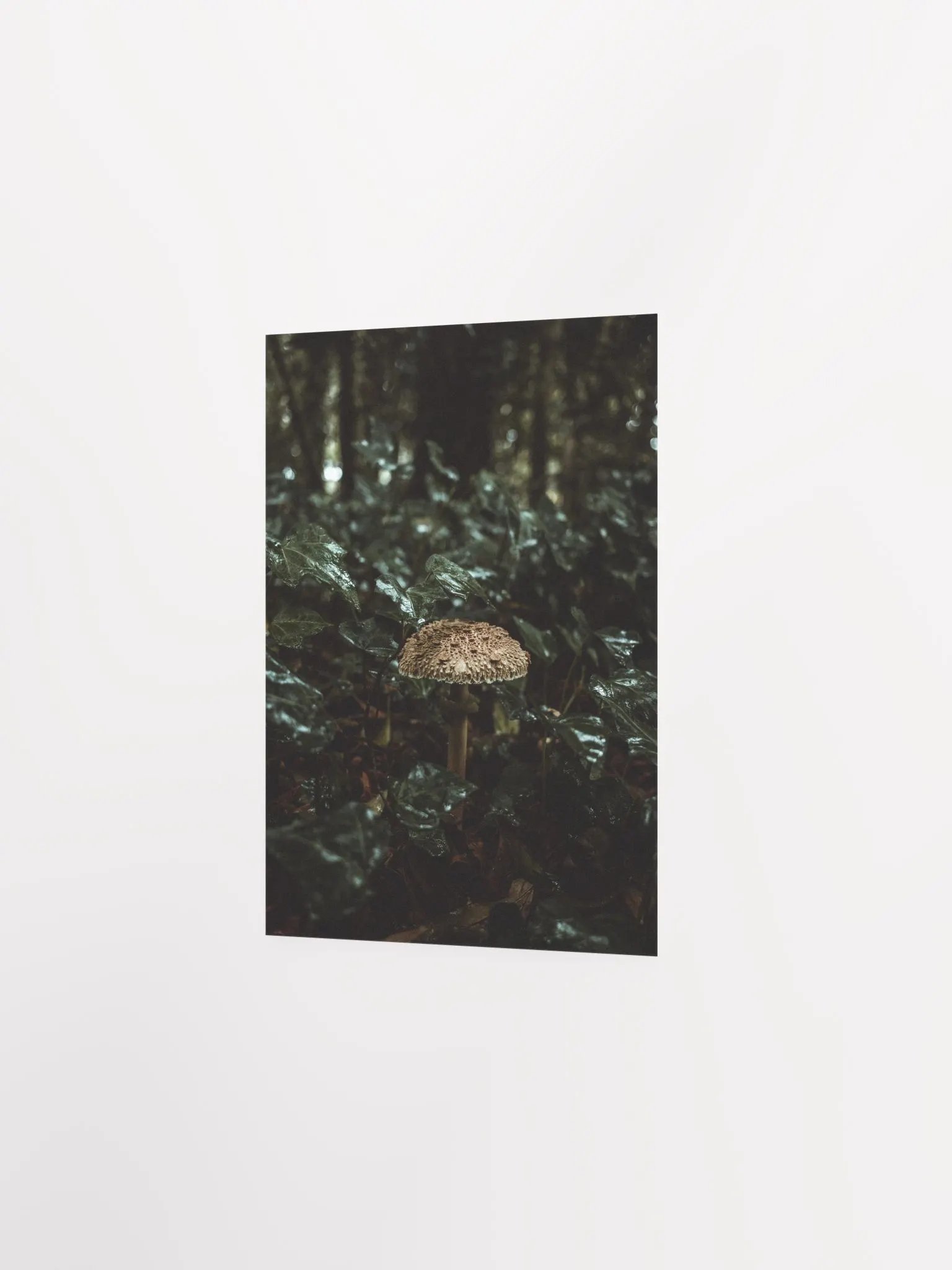 Frade product image (6)