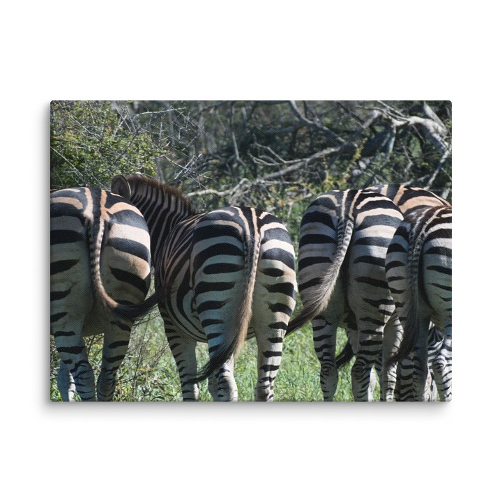 Zebra Butts Canvas Print product image (6)