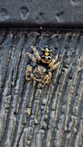 🤣 I was just filming this bold jumping spider minding its own business when a tiny nymph wandered right into the shot, comple...