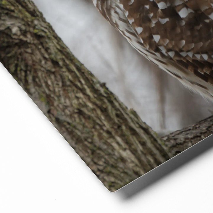 Limited edition metal print: Barred Owl in the woods product image (2)
