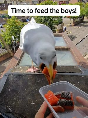 Daily ritual ✨ they actually shared nicely today!! What a change of pace from this past week 😂 #fyp #foryou #seagull #birds #feedingsteven