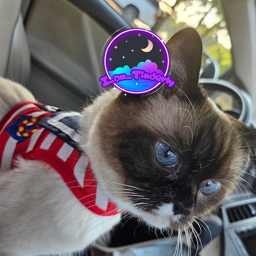 Sailor Chirithy reporting for kayaking duty. #munchkincat #cat #munchkin #lakepeople #LakeLife