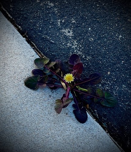 I saw this while walking today. I thought it was pretty powerful. It reminded me to try and see the beauty even when everythi...