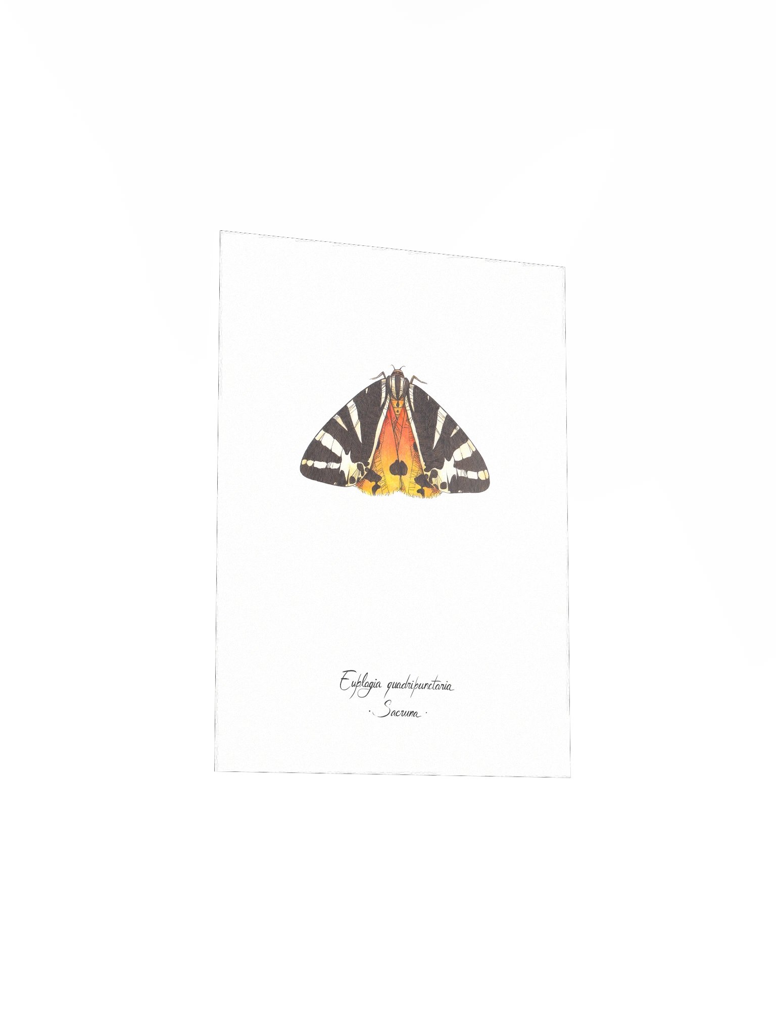 Euplagia Quadripunctaria • Print product image (5)