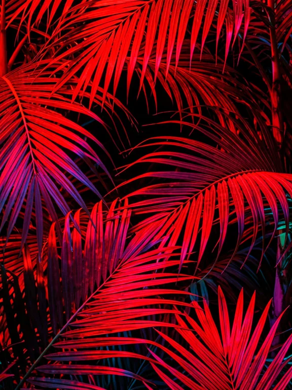 Red dawn palms product image (1)