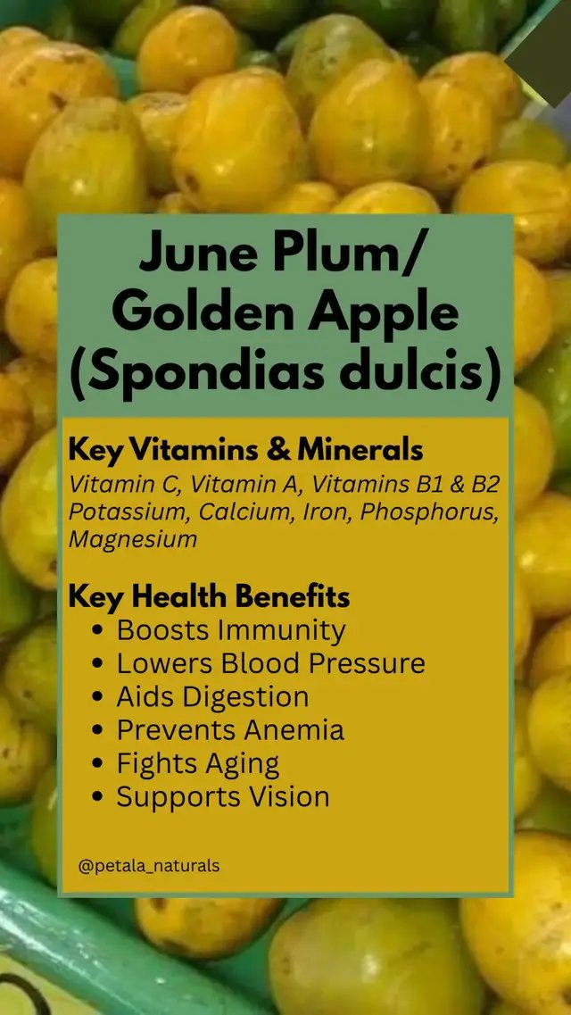 June plum (Spondias dulcis) is a crisp, tangy tropical fruit packed with vitamin C, dietary fiber, iron, and antioxidants that boost immunity, aid digestion, and help lower blood pressure.  Consuming this fruit is very beneficial. It can: • Boosts Immunity: High vitamin C content strengthens your body against infections and helps heal wounds. • Lowers Blood Pressure: Minerals like potassium, magnesium, and calcium help reduce hypertension. • Aids Digestion: Rich in dietary fiber and water to prevent constipation and keep bowel movements regular. • Prevents Anemia: Contains iron and vitamin B1 to support red blood cell production and oxygen flow. • Fights Aging: Packed with antioxidants that protect cells from damage caused by free radicals. • Supports Vision: Provides vitamin A, which is essential for healthy eyes and good eyesight. 