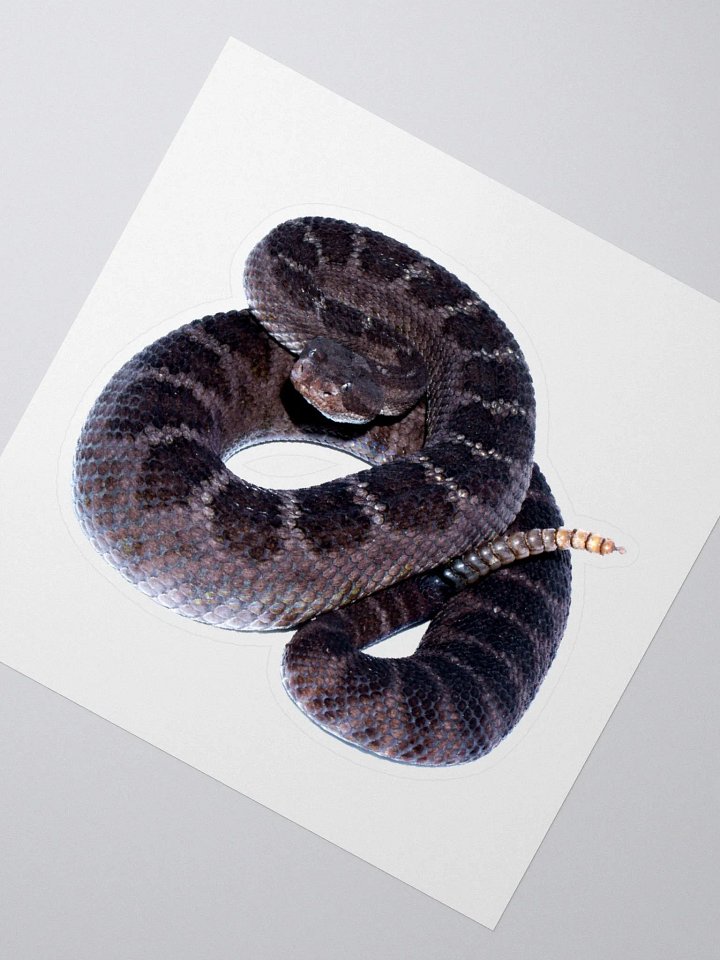 Arizona Black Rattlesnake Sticker product image (2)