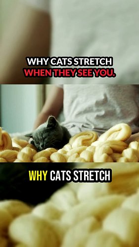 Why cats stretch when they see you #cats