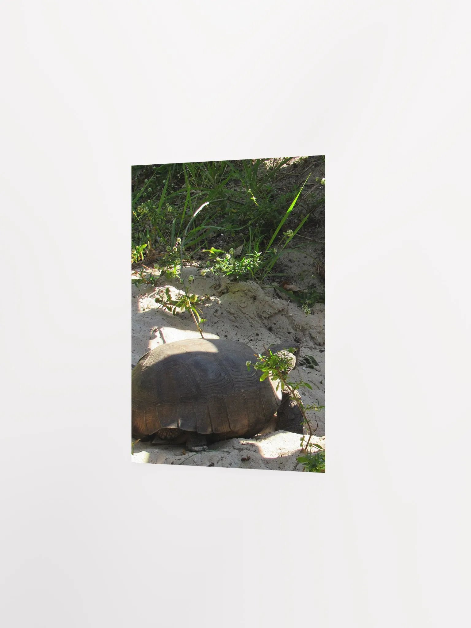 Tortoise product image (2)