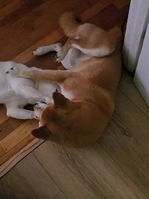 Im just trying to get through here guys 😅 #shibainu #deku #rumi #dogasmr 