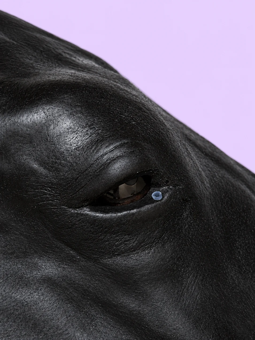 All-In-One Equine Procedures Simulator (Hyperrealistic) product image (3)