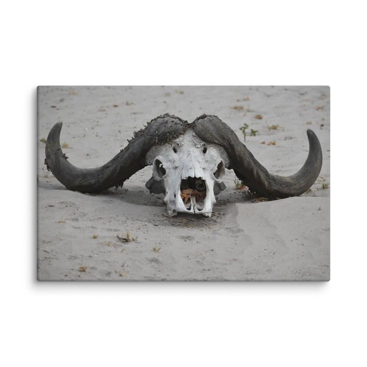 Buffalo Skull (Canvas Print) product image (2)