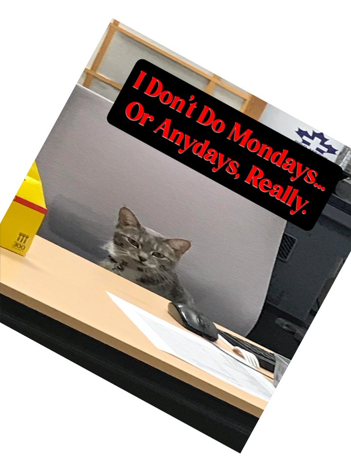 Office Cat Anti-Monday Stickers product image (5)