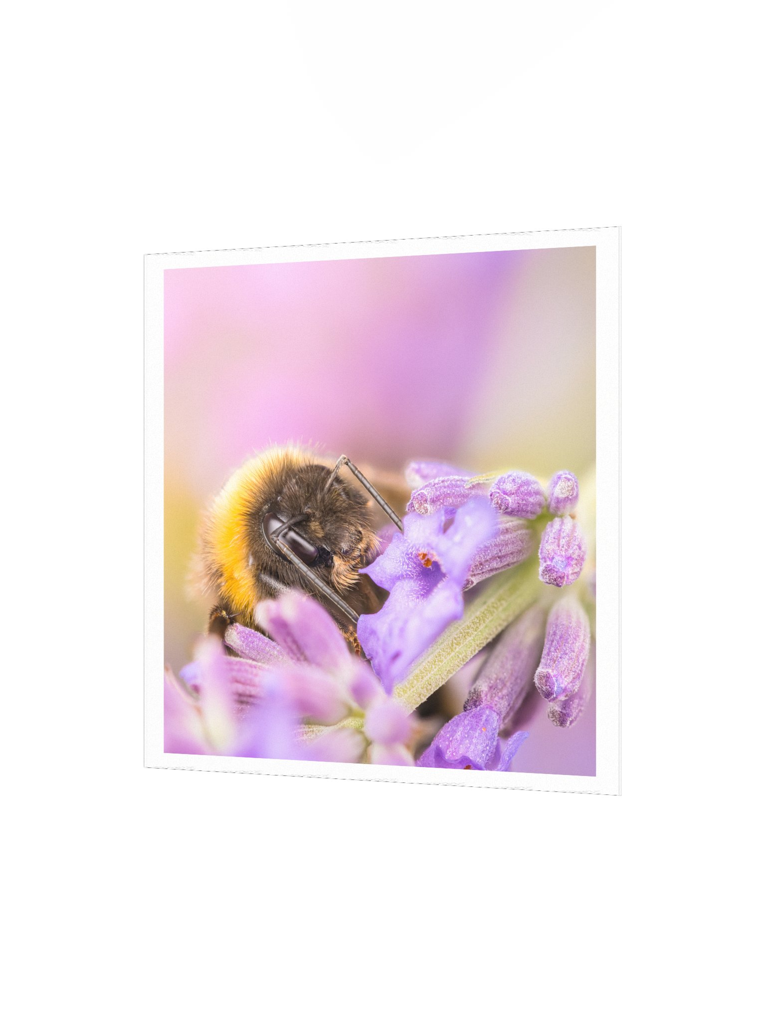 Bee and Lavender product image (4)