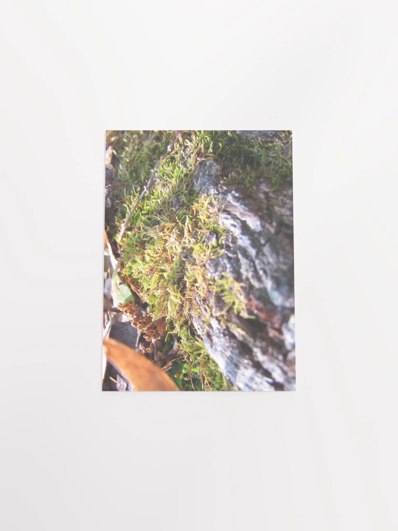 Forest Skin product image (51)