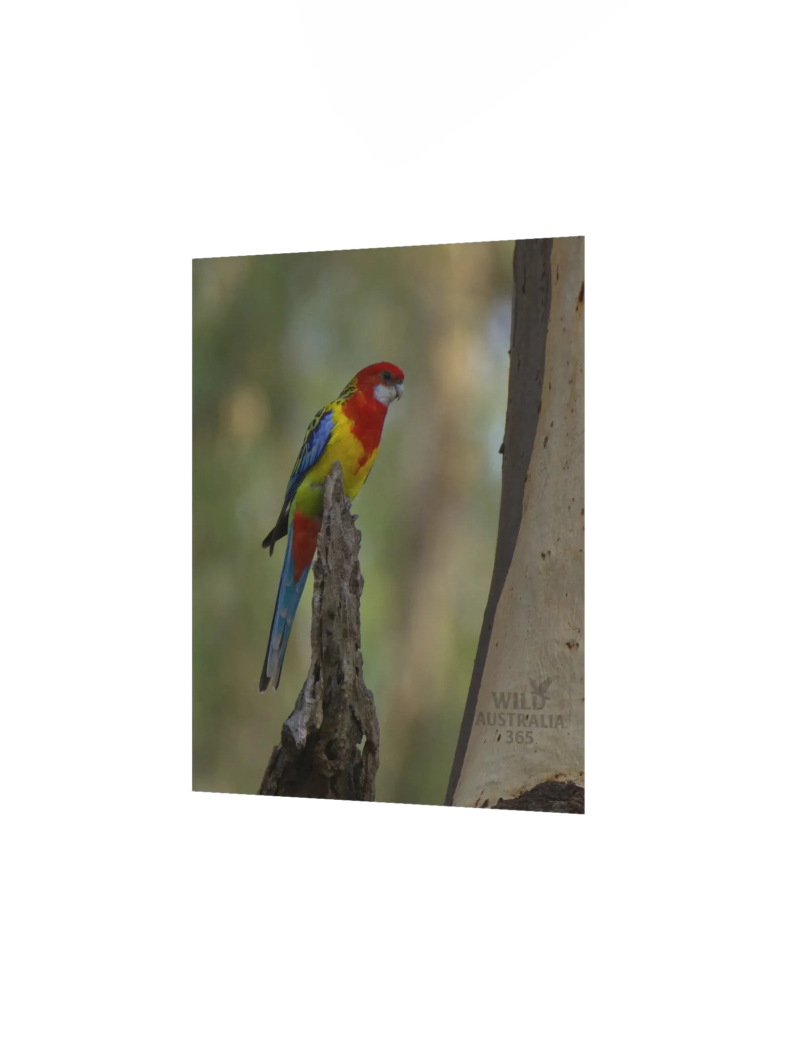Eastern Rosella. product image (6)