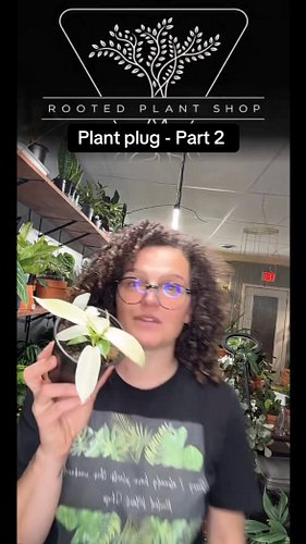 When you’re looking at a young plant, everything is still developing. The leaves are smaller, the root system is smaller, and...