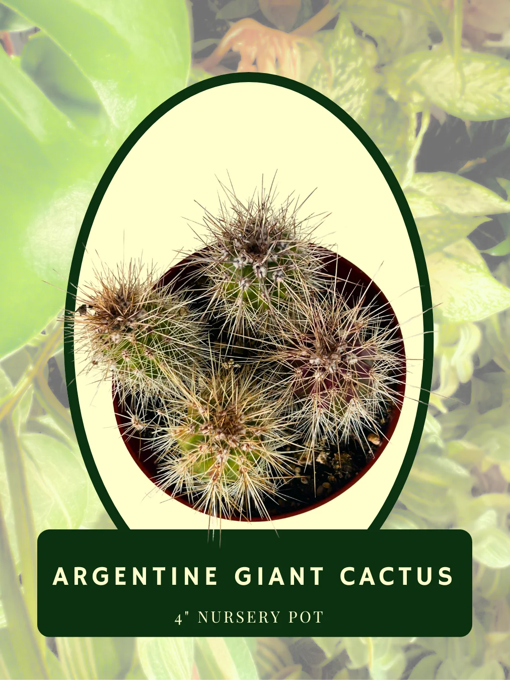 Argentine Giant Cactus product image (2)
