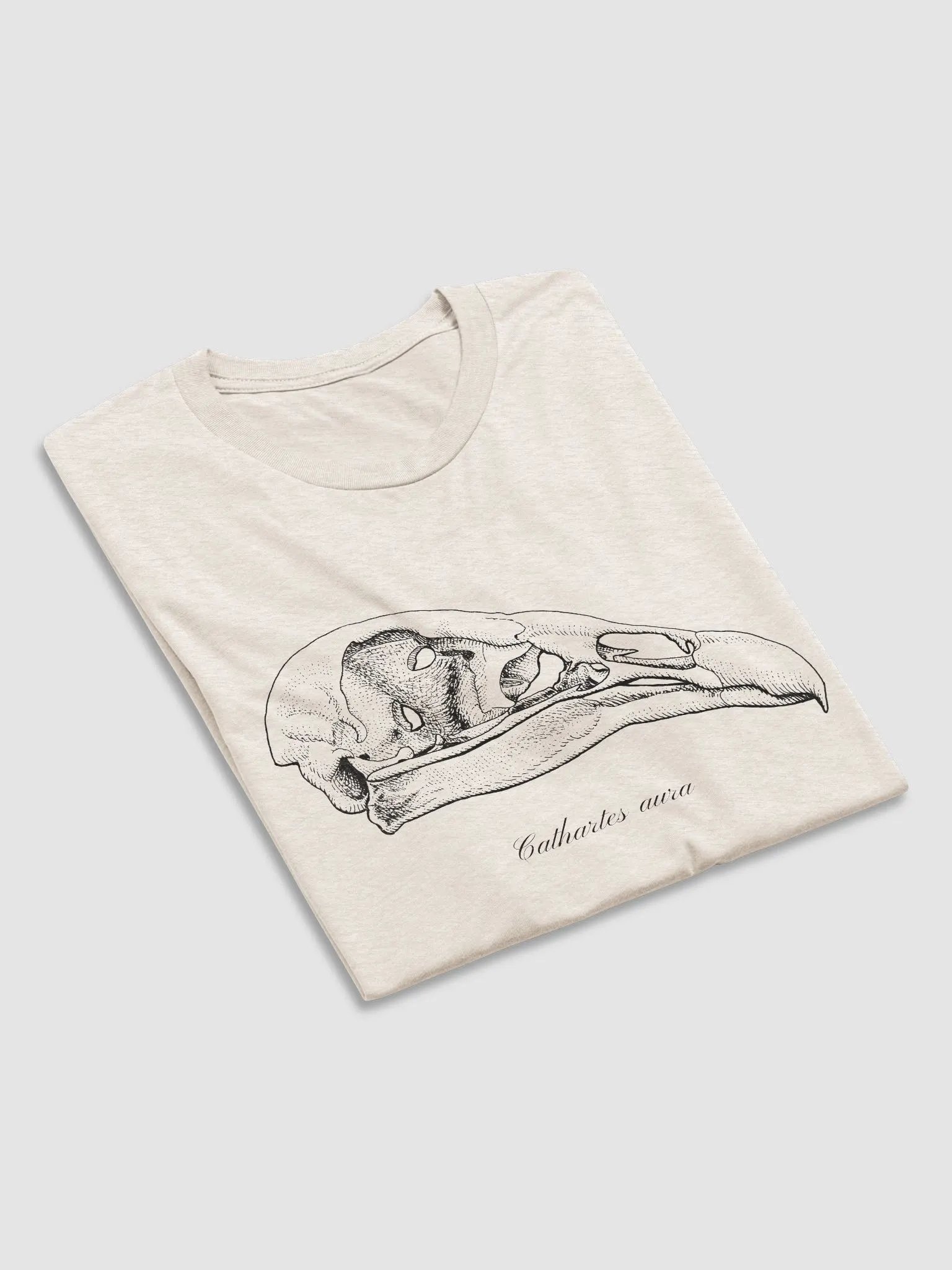 Turkey Vulture Skull product image (12)