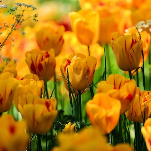Happy Mothers' Day if you celebrate today!

We celebrated last weekend in my home country, it was a low-key affair, as both o...