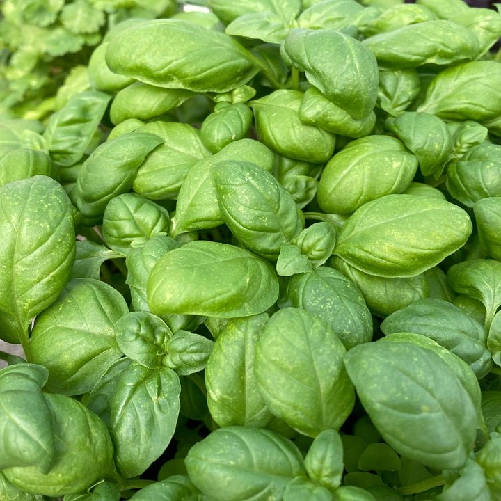 Genovese basil seeds or Italian sweet basil seeds 12g product image (1)
