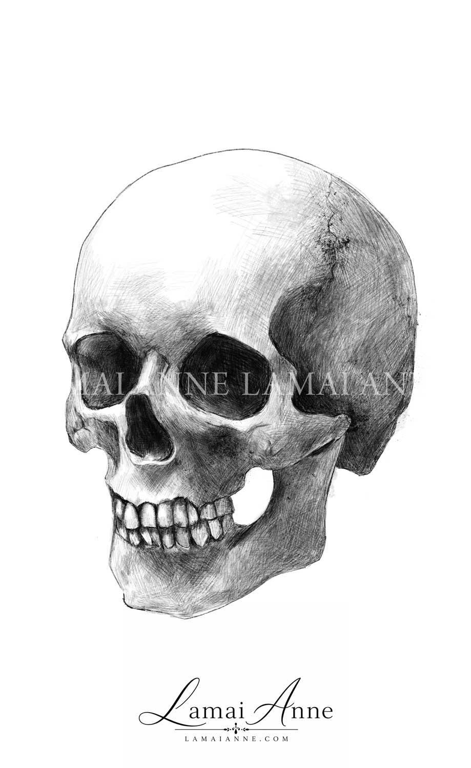 Skull product image (1)