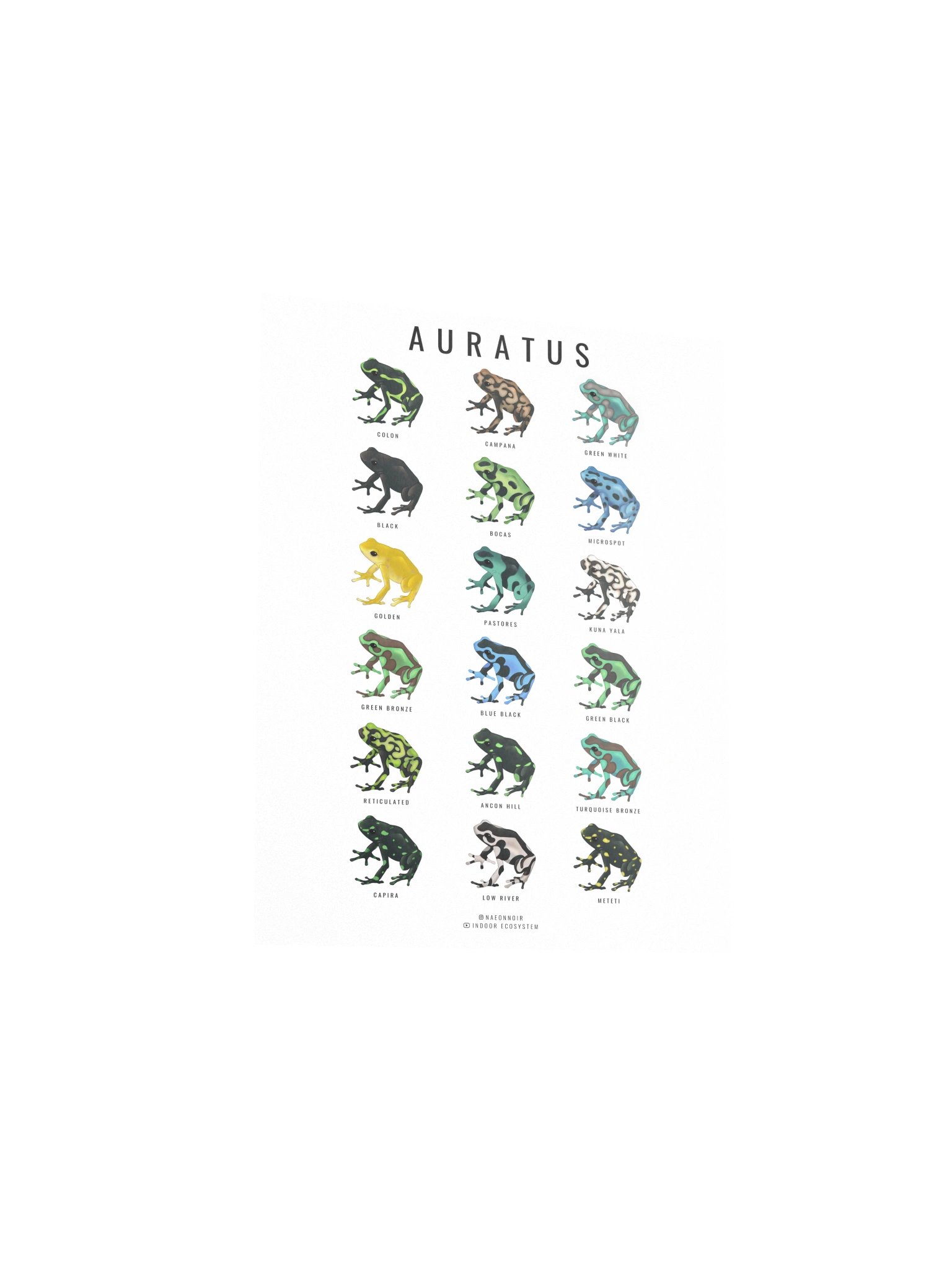 AURATUS DART FROG POSTER (WHITE) product image (3)