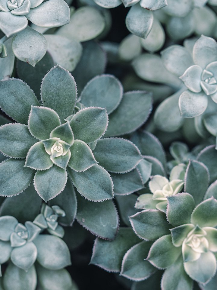 Succulent product image (1)