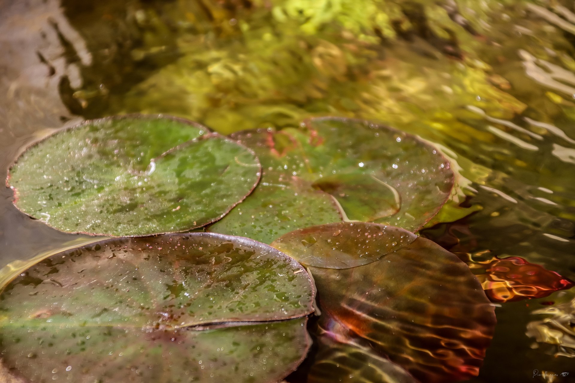 🌼 Fine Art – Islands of Silence product image (1)